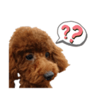 愛犬トイプードルのスローディズ・3（個別スタンプ：1）