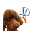 愛犬トイプードルのスローディズ・3（個別スタンプ：2）