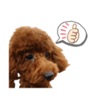 愛犬トイプードルのスローディズ・3（個別スタンプ：3）