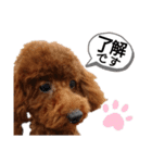 愛犬トイプードルのスローディズ・3（個別スタンプ：4）