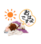愛犬トイプードルのスローディズ・3（個別スタンプ：6）