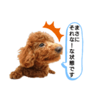 愛犬トイプードルのスローディズ・3（個別スタンプ：9）