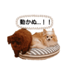 愛犬トイプードルのスローディズ・3（個別スタンプ：11）
