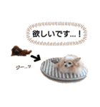 愛犬トイプードルのスローディズ・3（個別スタンプ：12）