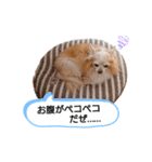 愛犬トイプードルのスローディズ・3（個別スタンプ：13）