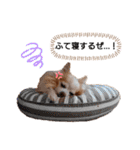 愛犬トイプードルのスローディズ・3（個別スタンプ：15）