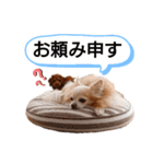 愛犬トイプードルのスローディズ・3（個別スタンプ：16）