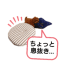 愛犬トイプードルのスローディズ・3（個別スタンプ：17）