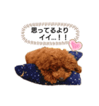 愛犬トイプードルのスローディズ・3（個別スタンプ：18）
