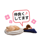 愛犬トイプードルのスローディズ・3（個別スタンプ：20）
