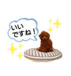 愛犬トイプードルのスローディズ・3（個別スタンプ：22）