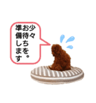 愛犬トイプードルのスローディズ・3（個別スタンプ：23）