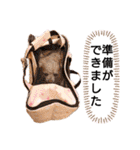 愛犬トイプードルのスローディズ・3（個別スタンプ：24）