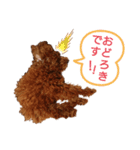 愛犬トイプードルのスローディズ・3（個別スタンプ：25）