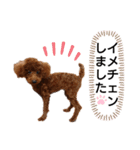 愛犬トイプードルのスローディズ・3（個別スタンプ：29）