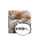 愛犬トイプードルのスローディズ・3（個別スタンプ：30）