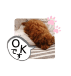 愛犬トイプードルのスローディズ・3（個別スタンプ：31）