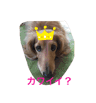 デブちゅあdaxまろんデス（個別スタンプ：3）