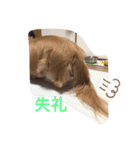デブちゅあdaxまろんデス（個別スタンプ：7）