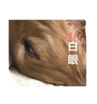 デブちゅあdaxまろんデス（個別スタンプ：11）