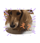 デブちゅあdaxまろんデス（個別スタンプ：16）