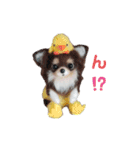 ワンワンだ・ワン②（個別スタンプ：4）