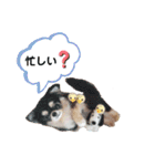 ワンワンだ・ワン②（個別スタンプ：6）