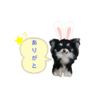 ワンワンだ・ワン②（個別スタンプ：13）