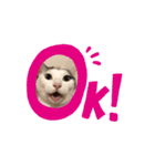 和猫うにといくら（個別スタンプ：1）