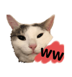 和猫うにといくら（個別スタンプ：3）