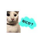 和猫うにといくら（個別スタンプ：4）