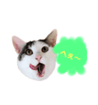 和猫うにといくら（個別スタンプ：6）