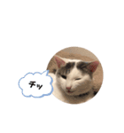 和猫うにといくら（個別スタンプ：7）