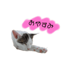 和猫うにといくら（個別スタンプ：8）