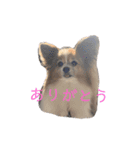 サンビビ（個別スタンプ：3）