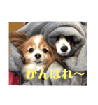 サンビビ（個別スタンプ：7）