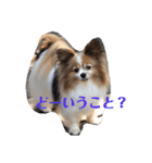 サンビビ（個別スタンプ：12）