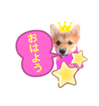 ❤︎柴犬❤︎（個別スタンプ：1）