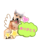 ❤︎柴犬❤︎（個別スタンプ：2）