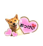 ❤︎柴犬❤︎（個別スタンプ：3）