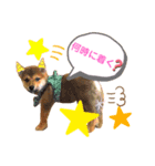 ❤︎柴犬❤︎（個別スタンプ：4）
