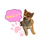 ❤︎柴犬❤︎（個別スタンプ：5）