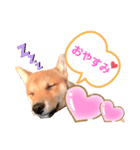 ❤︎柴犬❤︎（個別スタンプ：6）