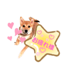 ❤︎柴犬❤︎（個別スタンプ：7）