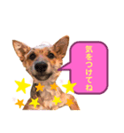 ❤︎柴犬❤︎（個別スタンプ：8）