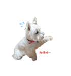 白犬ウエスティのスタンプです②（個別スタンプ：1）