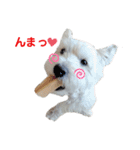 白犬ウエスティのスタンプです②（個別スタンプ：2）