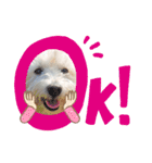 白犬ウエスティのスタンプです②（個別スタンプ：7）