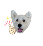 白犬ウエスティのスタンプです②（個別スタンプ：8）