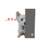 白犬ウエスティのスタンプです②（個別スタンプ：9）
